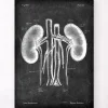 Nieren Anatomie - Chalkboard | Codex Anatomicus Best