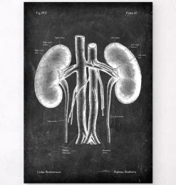 Nieren Anatomie - Chalkboard | Codex Anatomicus Best