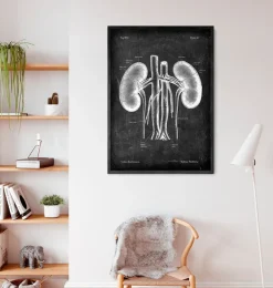 Nieren Anatomie - Chalkboard | Codex Anatomicus Best