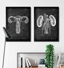 Nieren Anatomie - Chalkboard | Codex Anatomicus Best