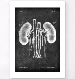 Nieren Anatomie - Chalkboard | Codex Anatomicus Best