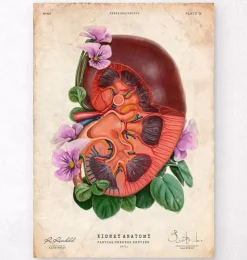 Nieren Anatomie - Floral - Altes Papier | Codex Anatomicus Clearance