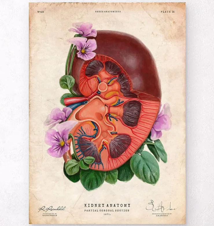 Nieren Anatomie - Floral - Altes Papier | Codex Anatomicus Clearance