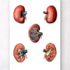 Nieren Anatomie - Geometrisch | Codex Anatomicus Clearance