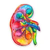 Nieren Anatomie Aufkleber - Aquarell | Codex Anatomicus Sale