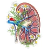 Nieren Anatomie Aufkleber II - Floral | Codex Anatomicus Outlet