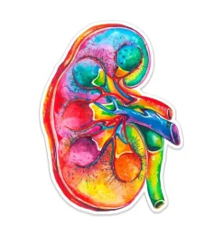 Nieren Anatomie Aufkleber - Aquarell | Codex Anatomicus Sale