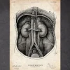 Nieren Anatomie I | Codex Anatomicus Clearance
