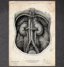 Nieren Anatomie I | Codex Anatomicus Clearance