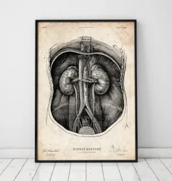 Nieren Anatomie I | Codex Anatomicus Clearance