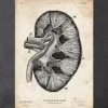 Nieren Anatomie II | Codex Anatomicus Outlet