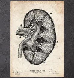 Nieren Anatomie II | Codex Anatomicus Outlet