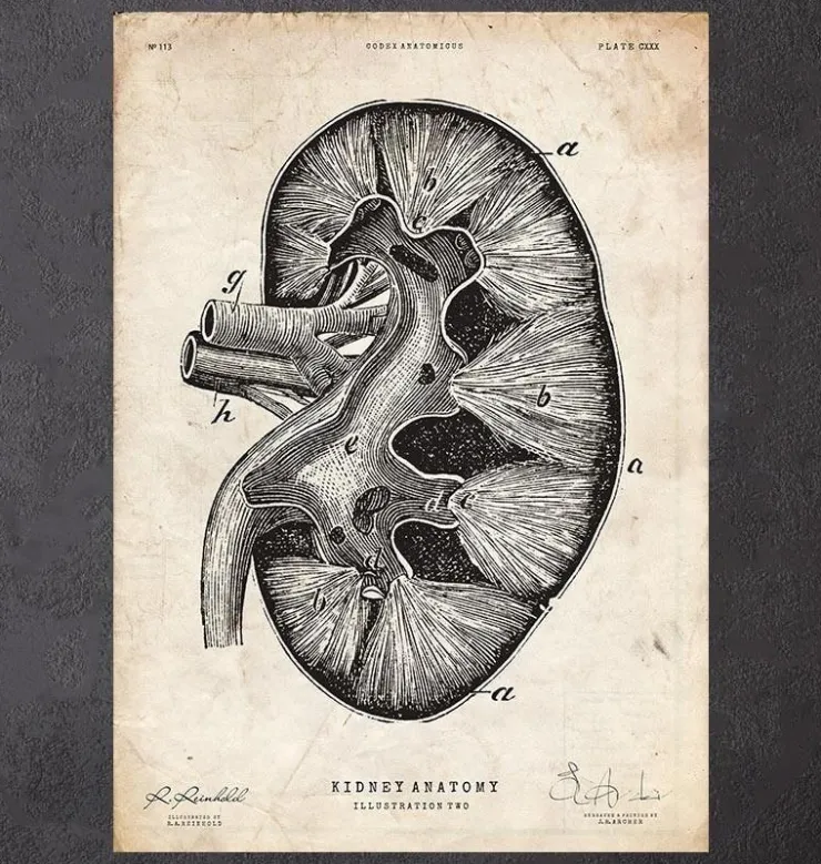 Nieren Anatomie II | Codex Anatomicus Outlet