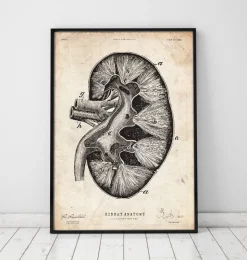 Nieren Anatomie II | Codex Anatomicus Outlet