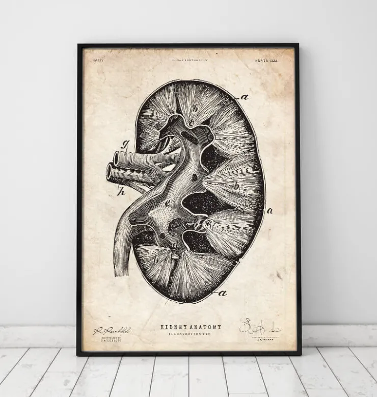 Nieren Anatomie II | Codex Anatomicus Outlet