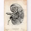 Nieren Anatomie III | Codex Anatomicus Clearance