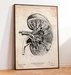 Nieren Anatomie III | Codex Anatomicus Clearance