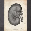 Nieren Anatomie IV | Codex Anatomicus Online