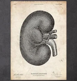 Nieren Anatomie IV | Codex Anatomicus Online