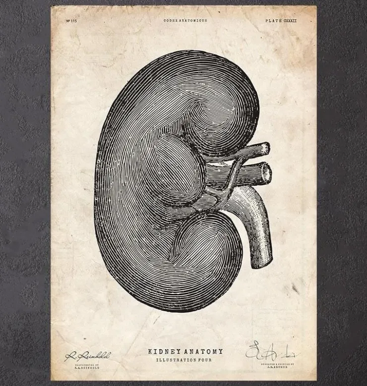 Nieren Anatomie IV | Codex Anatomicus Online