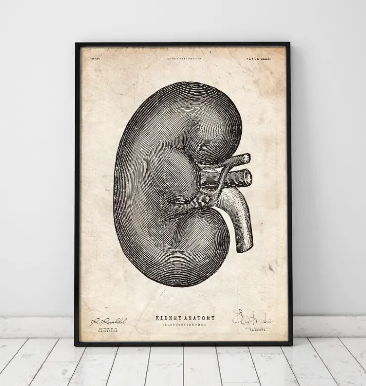 Nieren Anatomie IV | Codex Anatomicus Online