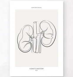Nierenanatomie - Line-Art | Codex Anatomicus Fashion