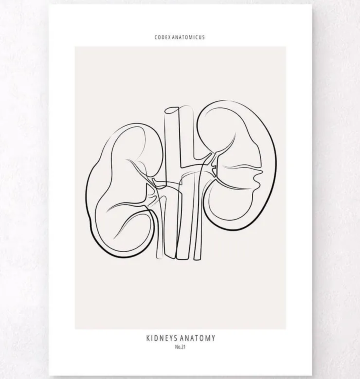 Nierenanatomie - Line-Art | Codex Anatomicus Fashion