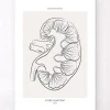 Nierenschnitt Anatomie - Line-Art | Codex Anatomicus Online
