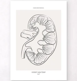Nierenschnitt Anatomie - Line-Art | Codex Anatomicus Online