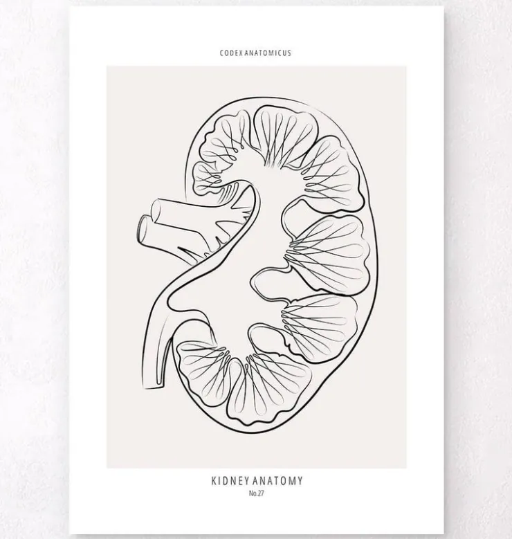 Nierenschnitt Anatomie - Line-Art | Codex Anatomicus Online