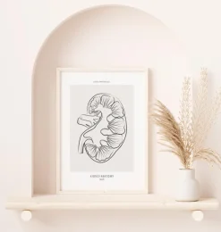 Nierenschnitt Anatomie - Line-Art | Codex Anatomicus Online
