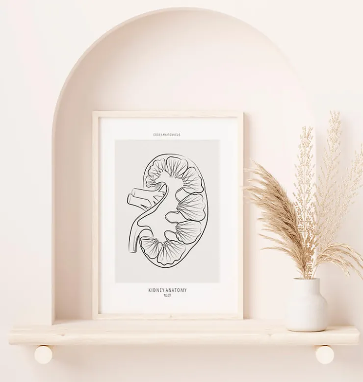 Nierenschnitt Anatomie - Line-Art | Codex Anatomicus Online