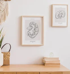 Nierenschnitt Anatomie - Line-Art | Codex Anatomicus Online