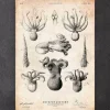 Octopus Anatomie | Codex Anatomicus New