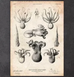 Octopus Anatomie | Codex Anatomicus New
