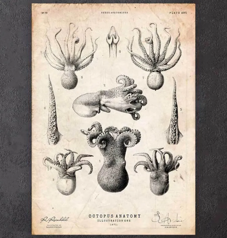 Octopus Anatomie | Codex Anatomicus New