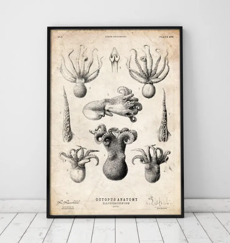 Octopus Anatomie | Codex Anatomicus New