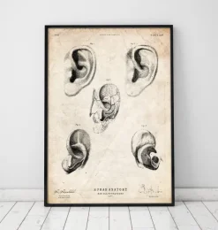 Ohr Anatomie | Codex Anatomicus Sale