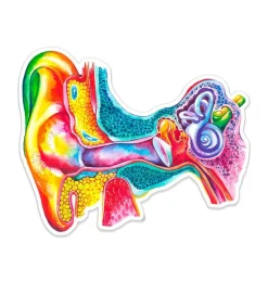 Ohr Anatomie Aufkleber - Aquarell | Codex Anatomicus New