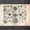 Ohr Anatomie II | Codex Anatomicus Sale