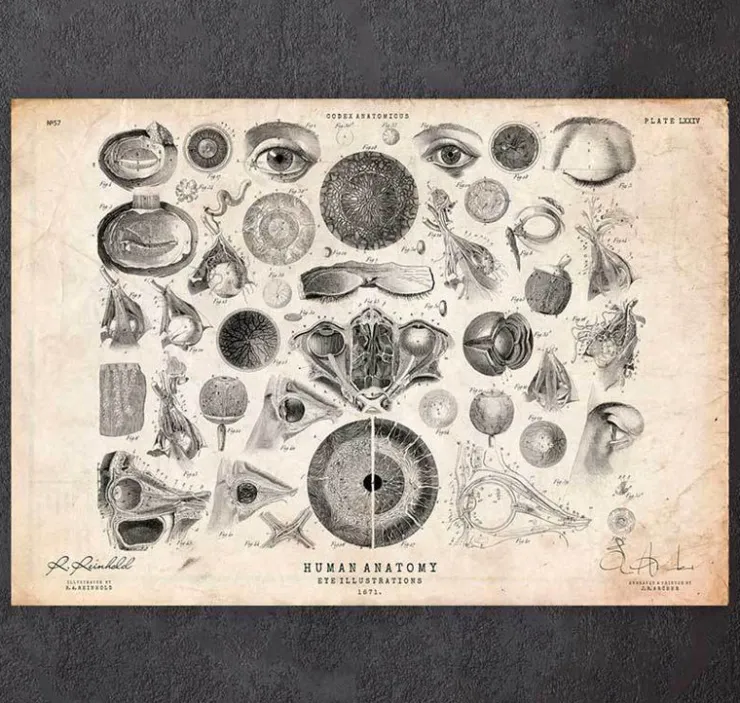 Ohr Anatomie II | Codex Anatomicus Sale