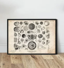 Ohr Anatomie II | Codex Anatomicus Sale