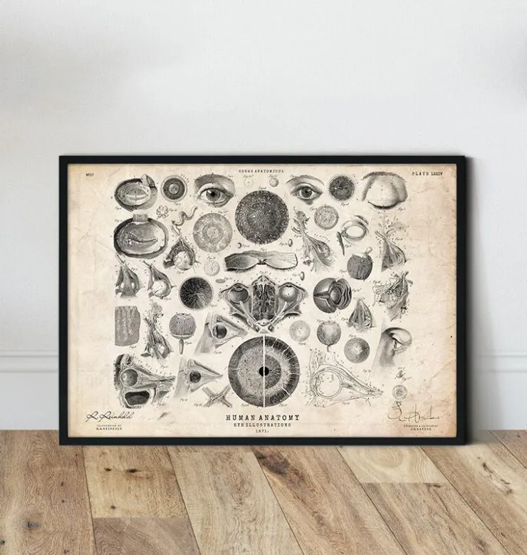 Ohr Anatomie II | Codex Anatomicus Sale