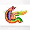 Pankreas Anatomie - Aquarell | Codex Anatomicus Online