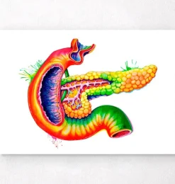Pankreas Anatomie - Aquarell | Codex Anatomicus Online