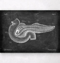 Pankreas Anatomie - Chalkboard | Codex Anatomicus Sale