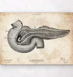 Pankreas Anatomie Kunst | Codex Anatomicus Outlet