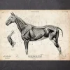 Pferdeanatomie II | Codex Anatomicus Discount