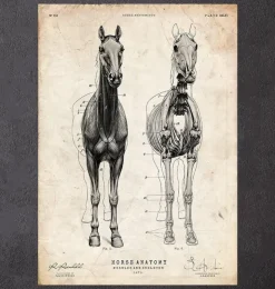 Pferdeanatomie III | Codex Anatomicus Clearance