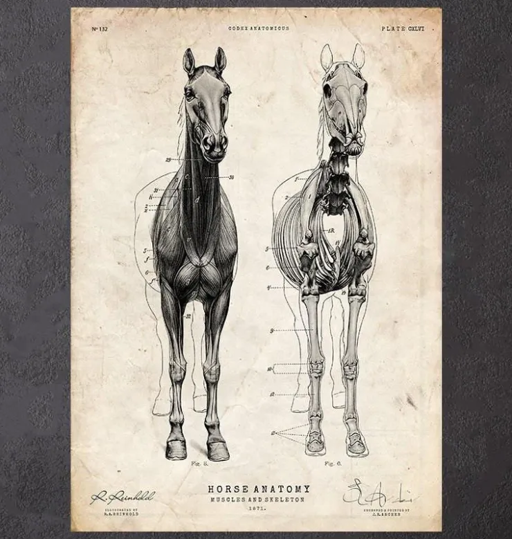 Pferdeanatomie III | Codex Anatomicus Clearance